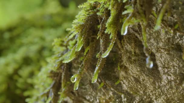 Caucasus Mountains Kudepsta River Canyon Moisture Drips Moss — Stock Video