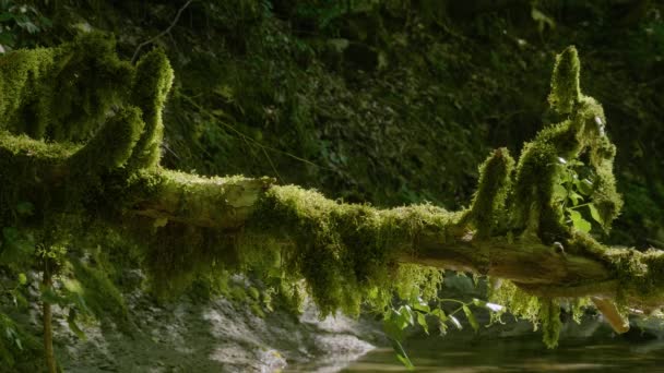 Caucasus Mountains Kudepsta River Canyon Moss Fallen Tree — Stock Video