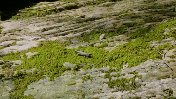 Das Kaukasusgebirge Kudepsta River Canyon Eine Eidechse Ohne Schwanz Auf — Stockvideo