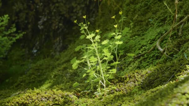 コーカサス山脈 クデスタ川キャニオン 苔の絨毯の上の花 — ストック動画