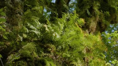 Kafkasya Dağları. Kudepsta Nehri Kanyonu. Eğreltiotu ve yosun bir ağacın gövdesinde.