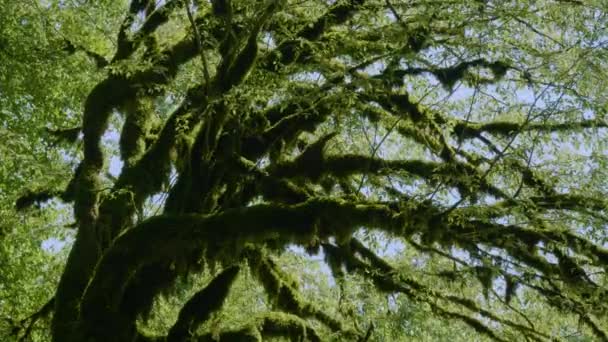 Гори Кавказу Каньйон Річки Кудеста Дерево Вкрите Мохом — стокове відео