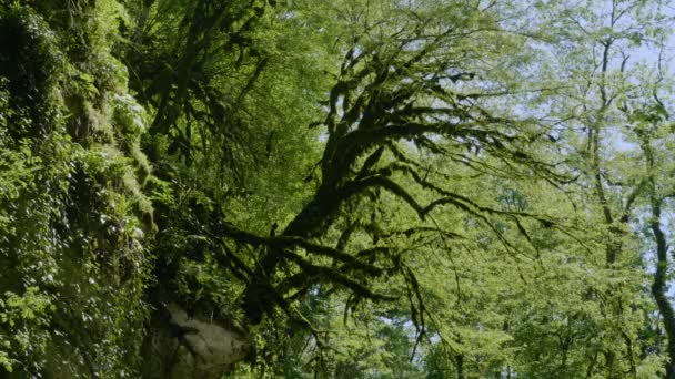 コーカサス山脈 クデスタ川キャニオン 苔に覆われた木 — ストック動画