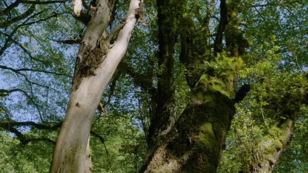 高加索山脉 库德斯坦河峡谷一棵覆盖着苔藓的树 — 图库视频影像
