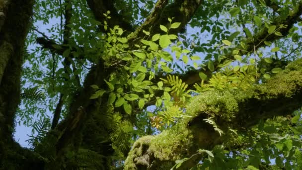 Caucasus Mountains Kudepsta River Canyon Fern Moss Trunk Tree — Stock Video