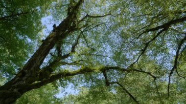 Kafkasya Dağları. Kudepsta Nehri Kanyonu. Yosunlu ağaç taçları.