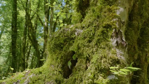 Las Montañas Del Cáucaso Cañón Del Río Kudepsta Tronco Árbol — Vídeos de Stock