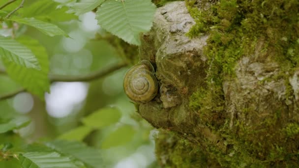 コーカサス山脈 木の幹のカタツムリ — ストック動画