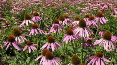 Ekinezya Sahası (Echinacea purpurea).