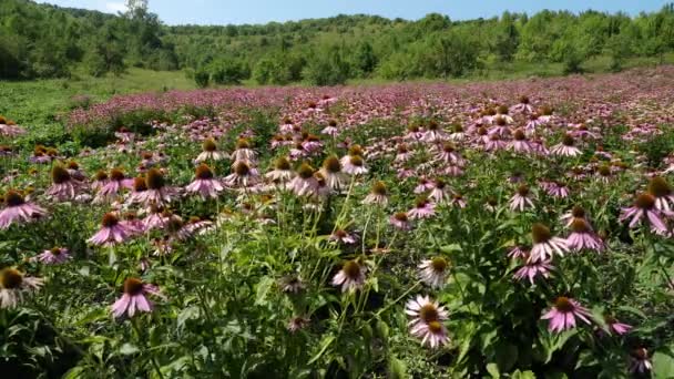 Gebied Van Echinacea Echinacea Purpurea — Stockvideo