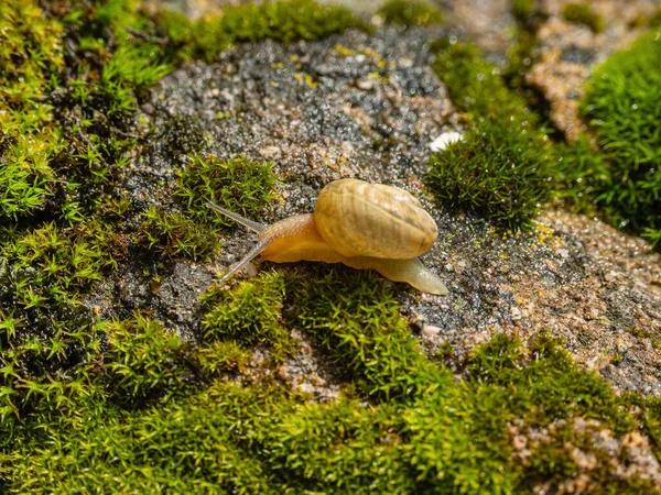 若い食用カタツムリやエスカルゴ Helix Pomatia 苔の上に移動します — ストック写真