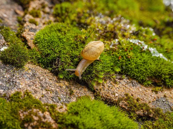 在苔藓上移动的小食用蜗牛或鳗鱼 石榴螺旋藻 — 图库照片