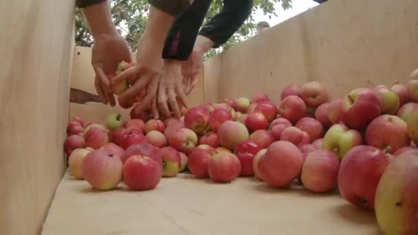 Äpfel Pflücken Apfelgarten Zeitraffer — Stockvideo