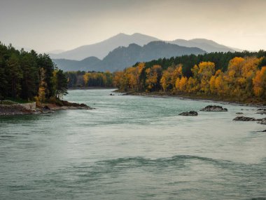 Sonbaharda Altai dağları. Katun Nehri.