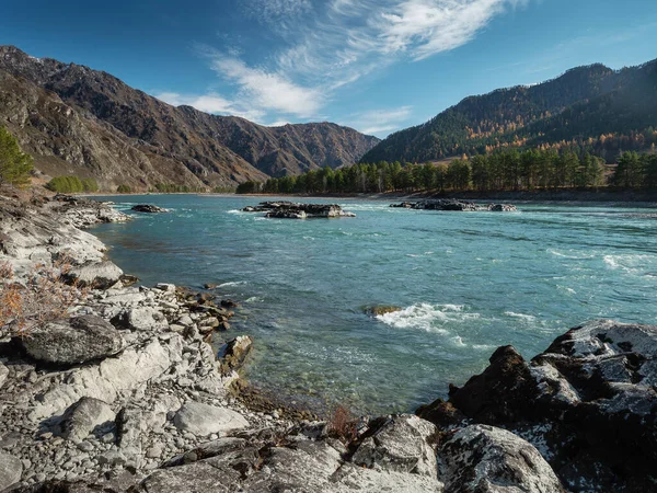 Altai Montanhas Outono Rio Katun — Fotografia de Stock