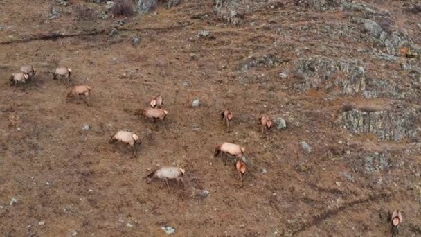 Mountain Altai Outono Uma Manada Veados Vermelhos Numa Caneta Vista — Vídeo de Stock