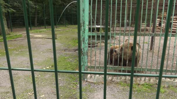 ウファのバシキリアの森の公園 囲いの中でクマ — ストック動画