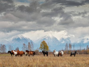 Kuzey Kafkasya, Oshten Dağı. Dağ yamacında beyaz papağanlar (Rupicapra rupicapra caucasica).