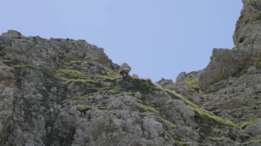 Kuzey Kafkasya, Oshten Dağı. Dağ yamacında beyaz papağanlar (Rupicapra rupicapra caucasica).