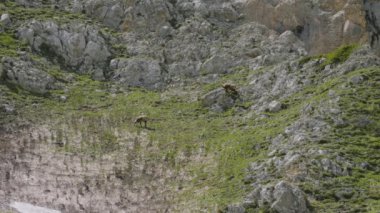 Kuzey Kafkasya, Oshten Dağı. Dağ yamacında beyaz papağanlar (Rupicapra rupicapra caucasica).