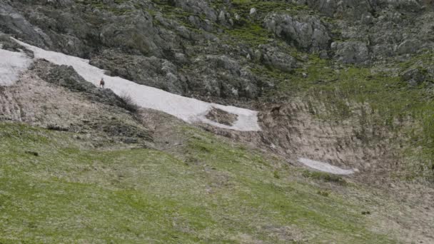 Kuzey Kafkasya Oshten Dağı Dağ Yamacında Beyaz Papağanlar Rupicapra Rupicapra — Stok video
