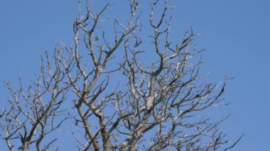 Kuzey Kafkasya. Baharda Lago-Naki Platosu. Solmuş bir ağaç..