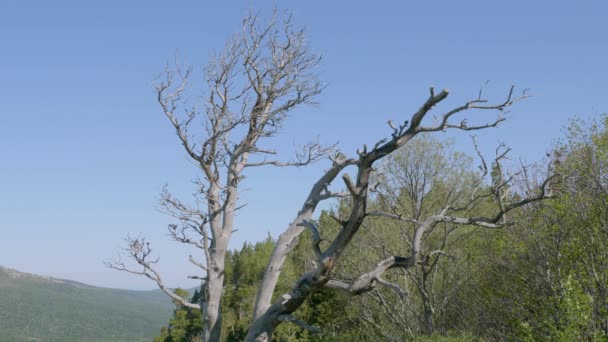 Cáucaso Norte Meseta Lago Naki Primavera Árbol Marchito — Vídeos de Stock