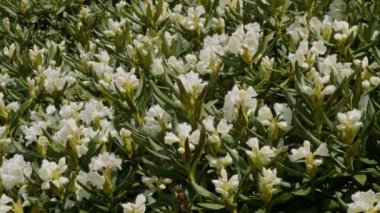 Kafkasya Dağları. Kafkas Doğa Koruma Alanı. Lago-Naki yaylası. Rododendron çiçekleri (Rhododendron caucasicum).