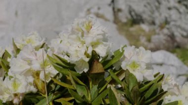 Kafkasya Dağları. Kafkas Doğa Koruma Alanı. Lago-Naki yaylası. Rododendron çiçekleri (Rhododendron caucasicum).