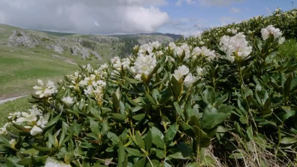 Βουνά Του Καυκάσου Καυκάσιος Φυσικός Οροπέδιο Lago Naki Άνθη Του — Αρχείο Βίντεο