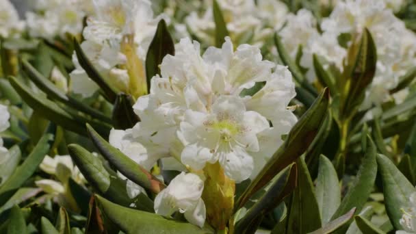 高加索山脉 高加索自然保护区 纳基高原 杜鹃花 Rhododendron Caucasicum — 图库视频影像