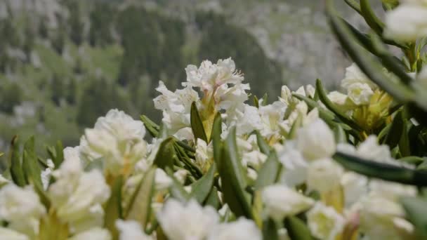 Das Kaukasusgebirge Kaukasisches Naturschutzgebiet Lago Naki Hochebene Blüten Des Rhododendrons — Stockvideo