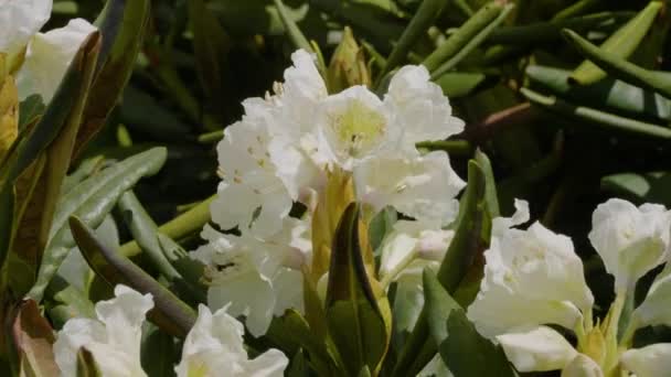 코카서스 코카서스 도덴덴 Rhododendron Caucasicum — 비디오