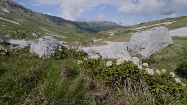 Kaukaz Rezerwat Przyrody Kaukaskiej Płaskowyż Lago Naki Kwiaty Rododendronu Rhododendron — Wideo stockowe