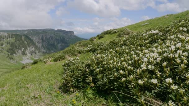 Βουνά Του Καυκάσου Καυκάσιος Φυσικός Οροπέδιο Lago Naki Άνθη Του — Αρχείο Βίντεο