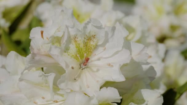 高加索山脉 高加索自然保护区 纳基高原 杜鹃花 Rhododendron Caucasicum — 图库视频影像