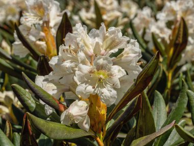 Kafkasya Dağları. Kafkas Doğa Koruma Alanı. Lago-Naki yaylası. Rododendron çiçekleri (Rhododendron caucasicum).