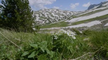 Kuzey Kafkasya. Kafkas doğa rezervi. Baharda Lago-Naki Platosu. Guzeriplsky geçişi.