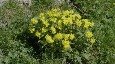 Kuzey Kafkasya. Lago-Naki Platosu. Açan Arnebia pulchra.