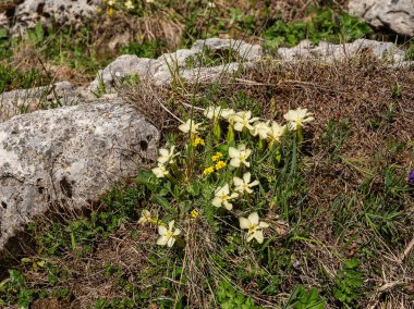 Kuzey Kafkasya. Lago-Naki Platosu. Çiçek açan Gentiana oschtenica.