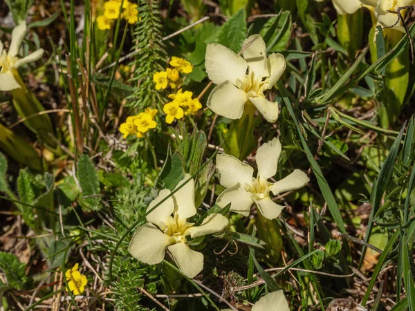 North Caucasus Lago Naki Plateau Blooming Gentiana Oschtenica — Stock Photo, Image