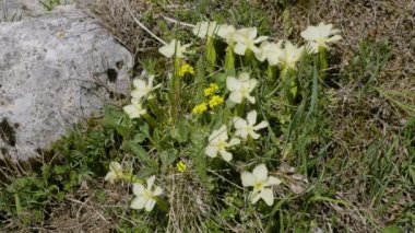 Kuzey Kafkasya. Lago-Naki Platosu. Çiçek açan Gentiana oschtenica.