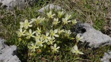 Kuzey Kafkasya. Lago-Naki Platosu. Çiçek açan Gentiana oschtenica.