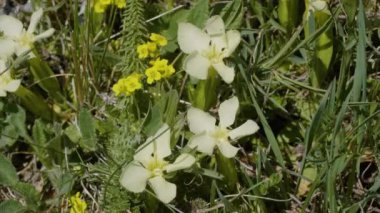 Kuzey Kafkasya. Lago-Naki Platosu. Çiçek açan Gentiana oschtenica.