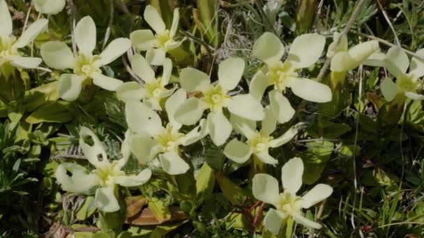 북캅카스 Blooming Gentiana Oschtenica — 비디오