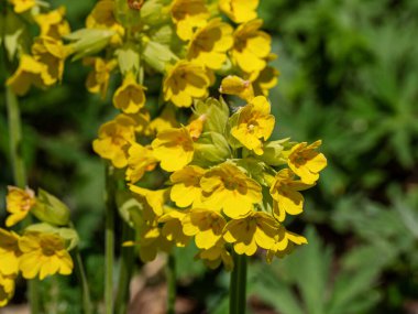 Kuzey Kafkasya. Lago-Naki Platosu. Çiçek açan Anemonastrum fasciculatum.