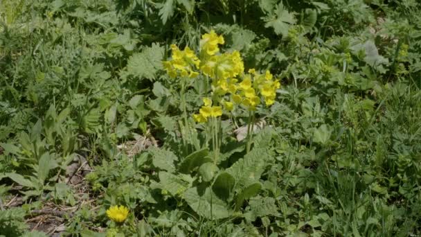 Cáucaso Norte Meseta Lago Naki Deslizamiento Vaca Común Flor Primula — Vídeo de stock