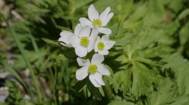 Kuzey Kafkasya. Lago-Naki Platosu. Çiçek açan Anemonastrum fasciculatum.