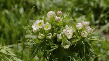 Kuzey Kafkasya. Lago-Naki Platosu. Çiçek açan Anemonastrum fasciculatum.