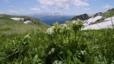 Kuzey Kafkasya. Lago-Naki Platosu. Çiçek açan Anemonastrum fasciculatum.